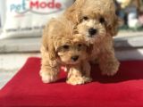Dizayn Irk F1 Maltipoo Yavrularımız Ziyarete Açık