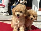 Dizayn Irk F1 Maltipoo Yavrularımız Ziyarete Açık