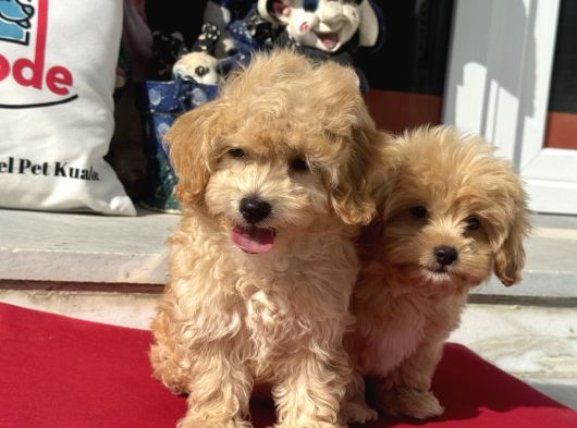Dizayn Irk F1 Maltipoo Yavrularımız Ziyarete Açık görsel