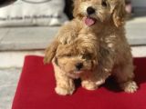 Dizayn Irk F1 Maltipoo Yavrularımız Ziyarete Açık
