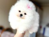 Teacup Kisa Burun Efsane Di̇şi̇
