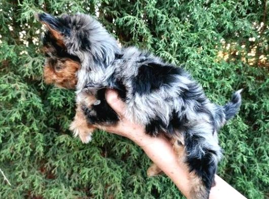 Egzoti̇k Blue Merle Nadi̇r Renk Yorkshi̇re görsel