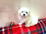 Maltese Terrier