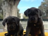 Blue Dev Cane Corso