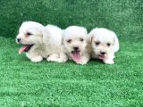 Bembeyaz Orji̇nal Maltese Terri̇er Yavrular