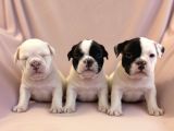 Maskeli French Bulldog Yavruları