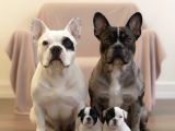 Maskeli French Bulldog Yavruları