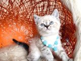 British shorthair lynx point yavrular