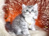 British Longhair Silver Yavru