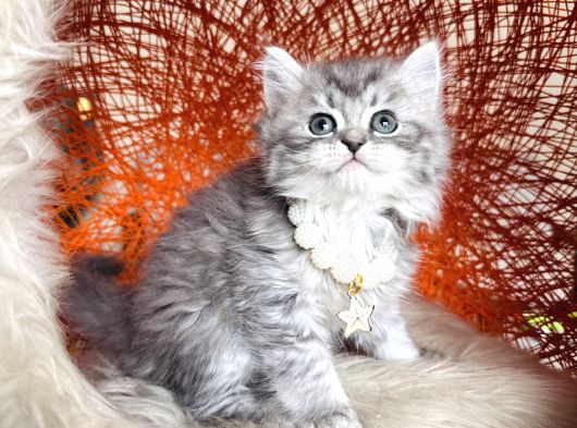 British Longhair Silver Yavru görsel