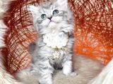 British Longhair Silver Yavru