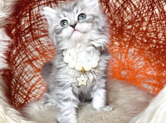 British Longhair Silver Yavru görsel