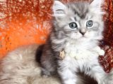 British Longhair Silver Yavru