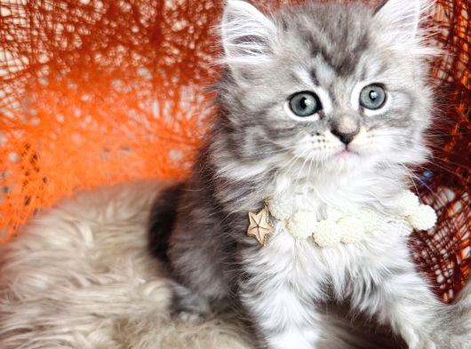 British Longhair Silver Yavru görsel