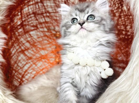 British Longhair Silver Yavru