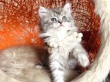 British Longhair Silver Yavru