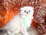 Scottish Fold Longhair Ve Shorthair Yavrular