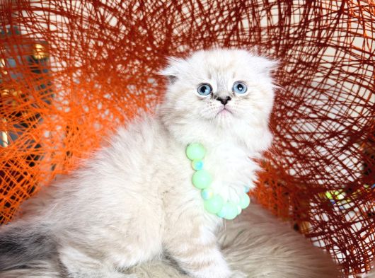 Scottish Fold Longhair Ve Shorthair Yavrular görsel
