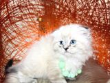 Scottish Fold Longhair Ve Shorthair Yavrular