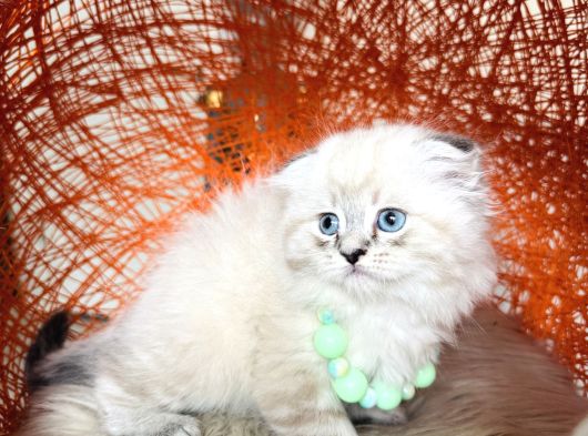 Scottish Fold Longhair Ve Shorthair Yavrular görsel