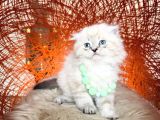 Scottish fold longhair ve Shorthair yavrular