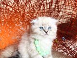 Scottish Fold Longhair Ve Shorthair Yavrular
