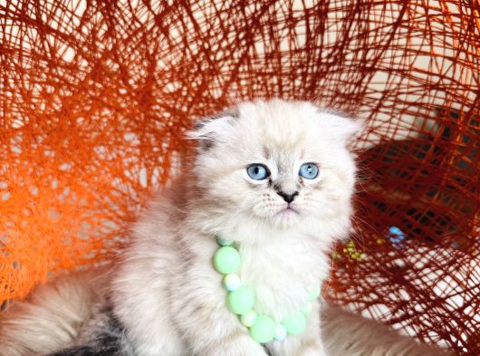 Scottish Fold Longhair Ve Shorthair Yavrular görsel