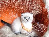 Scottish Fold Longhair Ve Shorthair Yavrular