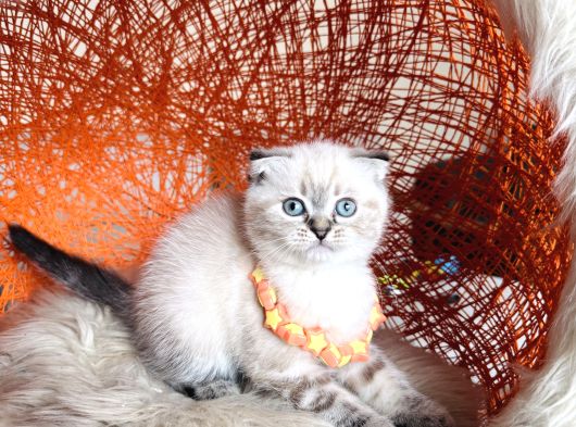 Scottish Fold Longhair Ve Shorthair Yavrular görsel