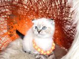 Scottish Fold Longhair Ve Shorthair Yavrular