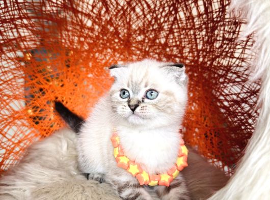 Scottish Fold Longhair Ve Shorthair Yavrular görsel
