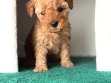 Poodle Bebekler