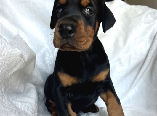 Üst Kalıte Doberman Yavrular görsel