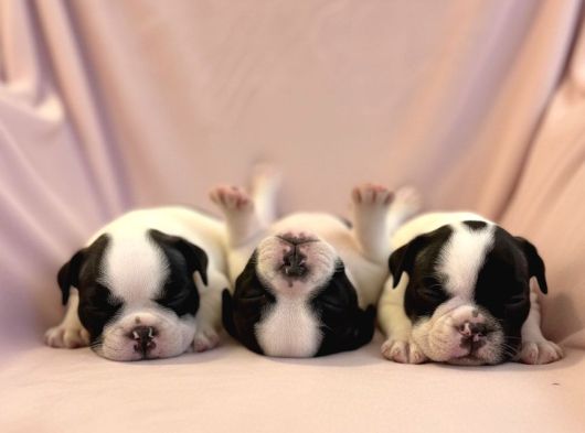 Maskeli French Bulldog Yavruları görsel