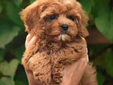 SÜPER KALİTE MALTİPOO YAVRULARIMIZ