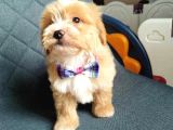 Süper Kali̇te Malti̇poo Yavrularimiz