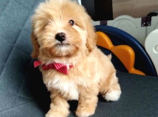 Süper Kali̇te Malti̇poo Yavrularimiz görsel