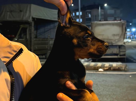 King Doberman görsel