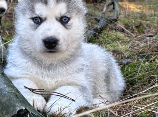 Sibirya Kurdu Husky Yavrular görsel
