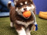 Alaska Malamute  Alaska Kurdu  Yavruları
