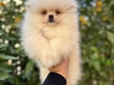 Üst kalite pomeranian Bebekler ırk ve sağlık garantili