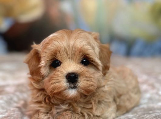 Düğme Burunlu Malti̇poo Yavrular