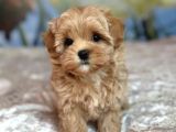 Düğme Burunlu Malti̇poo Yavrular