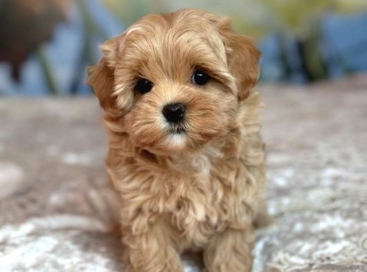 Düğme Burunlu Malti̇poo Yavrular görsel