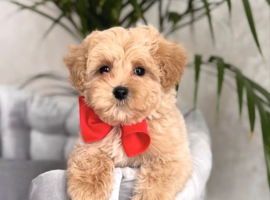 0 Burunlu Malti̇poo Yavrular