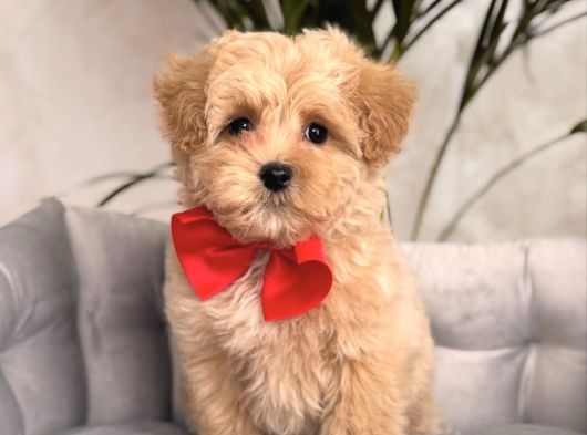 0 Burunlu Malti̇poo Yavrular görsel