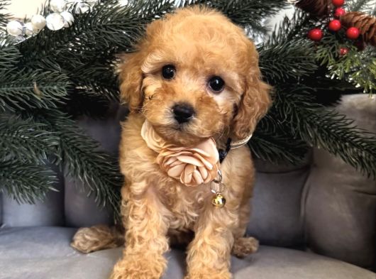 Şaşkin Suratli Malti̇poo Yavrular