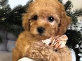 Şaşkin Suratli Malti̇poo Yavrular