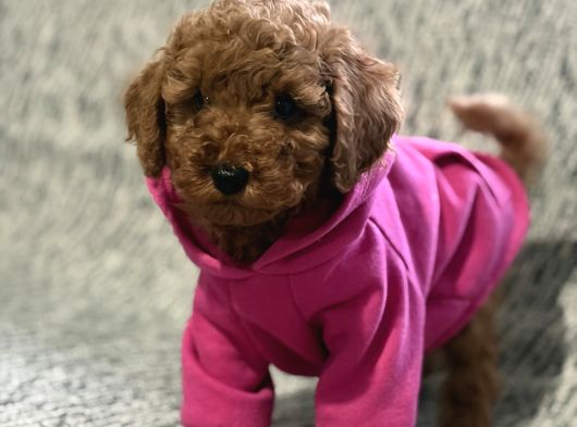 Toy Poodle Bebeklerimiz görsel