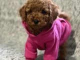Poodle Bebekler